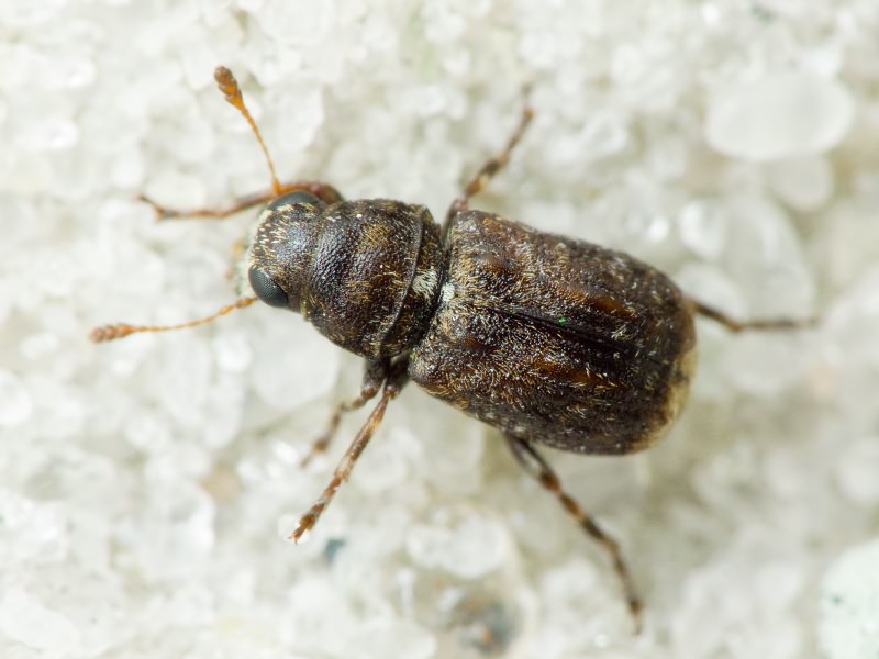 Dissoleucas niveirostris (Fabricius, 1798)
